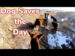 Gopro Mule Herding Cows in Rough Country