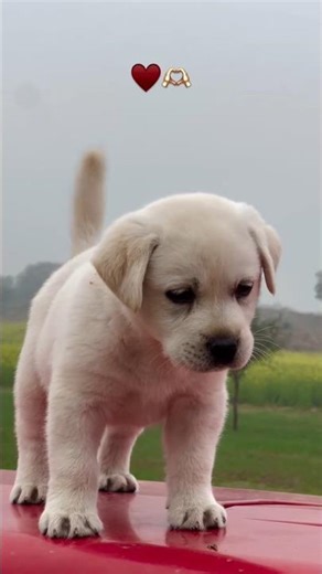 dog dangerous dog in world #viral#video#viralvideo #pitbull #top10strongestdogs.