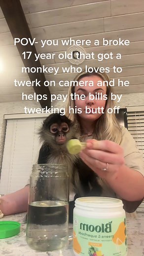 Monkey Loves Twerking on Camera! Hilarious Video