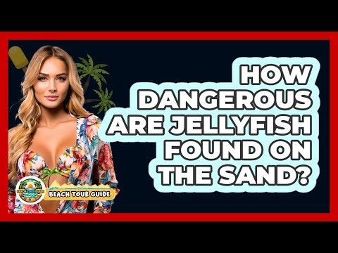 How Dangerous Are Jellyfish Found On The Sand?