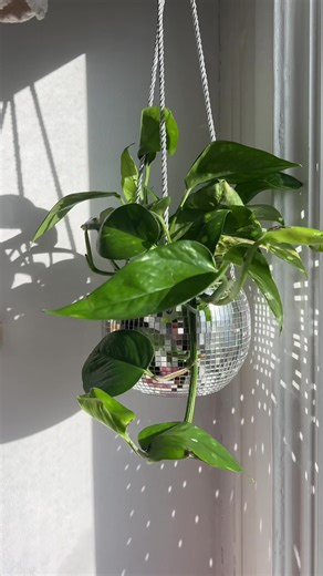 I’m obsessed!!!! 🪩🌱#traderjoesfinds #nye #disco #plants #traderjoes | Trader Joe's Plants