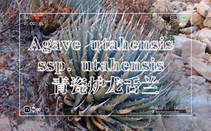 第513弹：聊聊曲刺妖炎的祖宗Agave utahensis ssp. utahensis 青瓷炉龙舌兰