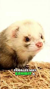 Ferret Health: Common Illnesses & Problems Explained