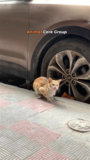 Poor cat. Help me, I want food 😢🥺 The campaign to feed homeless animals continues. If you would like to donate, the link is in the bio. . . . #cat #cats #animals #animal #