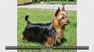 How to Bathe Your Australian Silky Terrier: Step-by-Step Guide