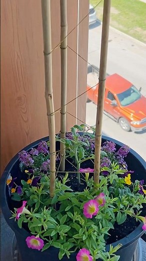 DIY tomato cage 🍅 perfect for small spaces