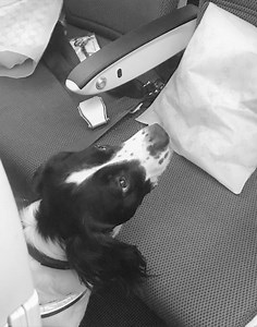 Bed Bug Sniffer Dogs : K9 Bed Bug Detection - UK's #1 | Merlin Environmental