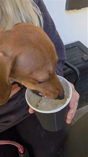 Dog Friendly Gozo ♡