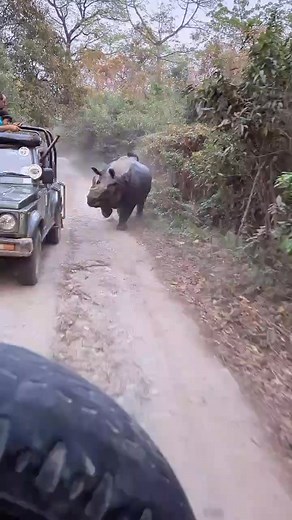 Rhino chases safari Manas National Park Assam, India | Manas National Park Unofficial