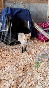 24K views · 675 reactions | This little fox kit is taking her first...