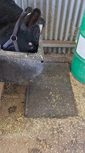 93 reactions | Making Moo-ves Towards Efficiency ♻️ Check out...