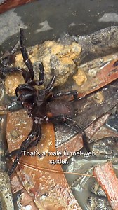 1.4M views · 41K reactions | Frogs and Spiders to embrace the spooky season! ️ | Untamed | Facebook