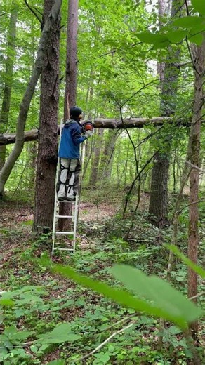 A Non-plus moment in chainsawing