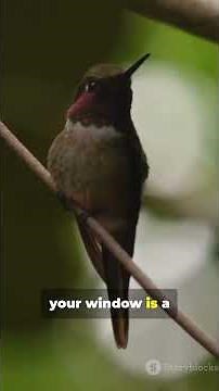 Hummingbirds Explained: The Warrior God’s Messenger