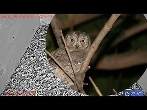 KauzCam Mallorca Audiothek 19.09.2022 Zwergohreule