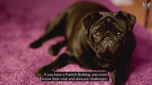 How To Keep French Bulldog Coat Shiny