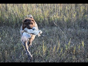 North Dakota Sharptails and Huns | Early Season Upland Hunting 2022