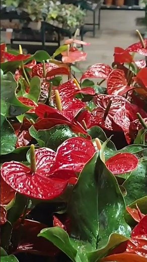 The real price of plants at Cobasi today! 🤯#plants