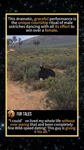 The strange mating ritual of wild ostriches