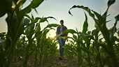Young female farmer walking between rows of young corn plants in...