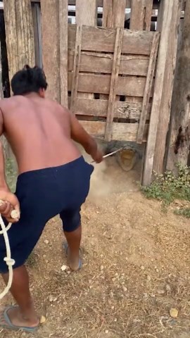 Trapping Animals and Birds Safely: Learn the Expert Techniques