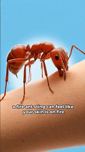 What Happens Inside Your Body when a Fire-ant Bites You? 😨 #fireant #facts #shorts