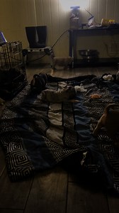 So much chaos in one video 🤣🥰🐶 #thebullycartel #americanbully #bully #bullybreed #dogsofinstagram #dog #abkc #dogs #bullylove #bullylife #bullyworldwide #americanbullies #bulliesofinstagram #mudmadness #life #puppiesofinstagram #pocketbully #bullies #bullymagazine #puppylove #puppies #exoticbully #dontbullymybreed #xlbully #love #americanbullypuppy #bullyworld #florida | The Bully Cartell