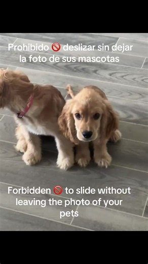 😍#MinnieMickeyCocker #cockerspaniel #mascotas #pets #perritos | Cocker Spaniel