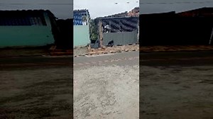 Weird Dog Makes Mess on Walls