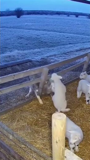 The wolf's unsuccessful attack on the sheepfold