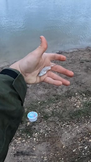 A small redfin came out of a slightly bigger redfin! #fishing #redfin #gippsland #freshwater #fblifestyle | Noojee Bush Goods