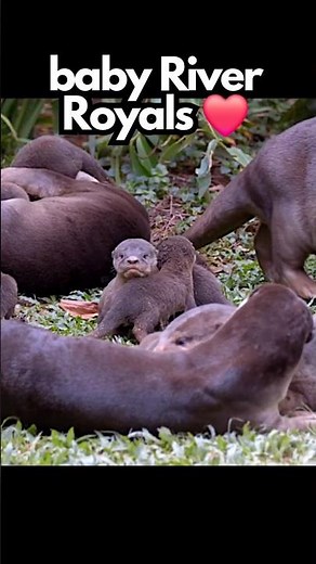 Tiny Otter Pups Make Their Adorable Debut! 💕- #shorts #wildlife