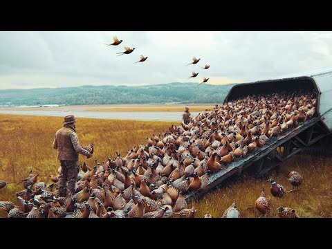 They Released Millions of Pheasants into the Wild and A Few Years Later Everyone Was Shocked