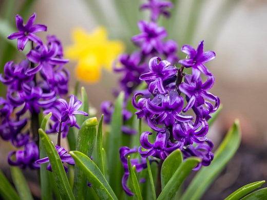 The trick to getting hyacinths to bloom in time for Christmas