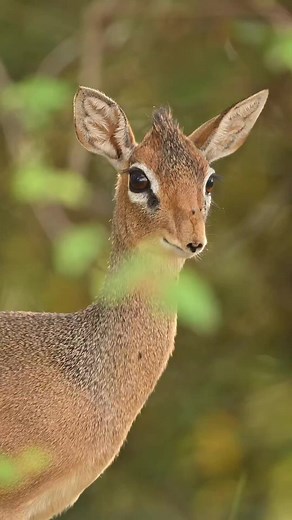 Meet the Dik-dik named for a sound they make. When alarmed, dik-diks run in a zigzag pattern and make an alarm call that sounds like "dik dik" by whistling through their noses. This shrill sound alerts other dik-diks, as well as larger animals, of nearby danger. Dik-diks are tiny, adorable antelopes native to the grasslands of eastern and southern Africa. Fully grown, dik-diks stand about 30-40 cms tall at the shoulders and weigh 3-7 kgs. They possess elongated snouts that are capable of graspin