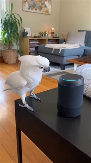 Cockatoo Always on the Beat | Silly Shorts