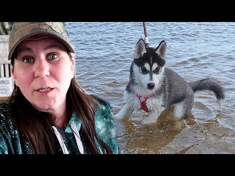 Husky Puppy Kira First Time at the Lake