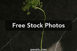 Flower Line Photos, Download The BEST Free Flower Line Stock Photos & HD Images