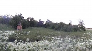 11 reactions | Double P Ranch on Reels | Facebook