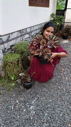 Rex Begonia care tips 🌿 | colourful indoor plant full guide in malayalam | easy propagation