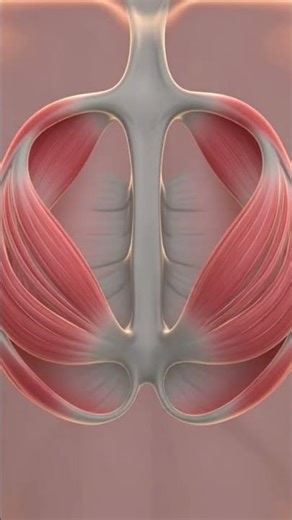 development of diaphragm #diaphragm #animation #medical #pregnant #embryology #mhaedit #knyedit