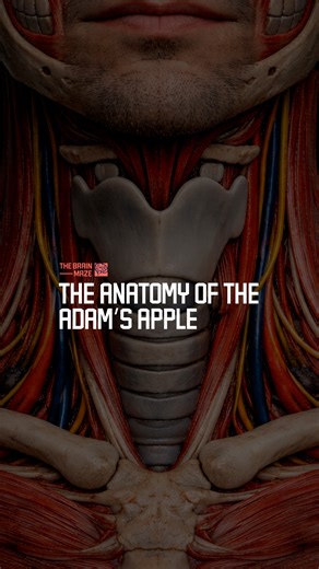 The Anatomy of the Adam’s Apple - During male puberty, a sharp rise in testosterone signals the body to undergo extensive structural changes, including significant enlargement of the larynx, or voice box. This hormonal surge stimulates the thyroid cartilage to grow thicker, broader, and to angle more sharply forward at the front of the neck. As the larynx expands, the vocal cords inside it lengthen and thicken, preparing the male voice for a lower pitch. The forward projection of the enlarged th
