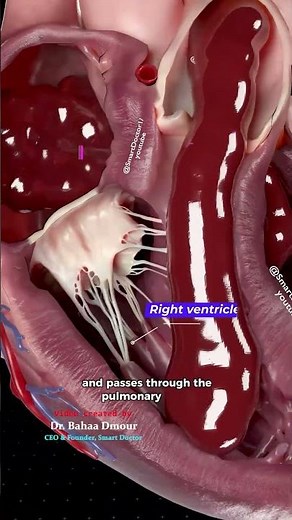 Inside the Heart: How Blood Flows Through the Chambers ❤️