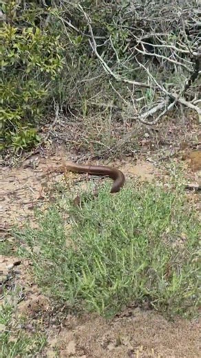 European Glass Lizard Corfu Greece Reptiles Pseudopus apodus