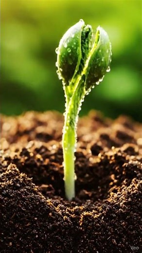 time lapse , Seed to plant for 10 days | Time Compilation