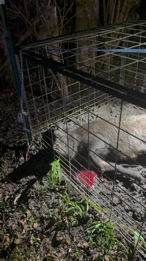 Roderick DeVaughn David on Instagram: "Wild hog trapping #countrylife"