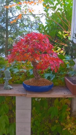 1.7K views · 237 reactions | Spring to fall in 15 seconds #bonsai #diy #garden #arakawa #shorts | Saimon Reddy | Facebook
