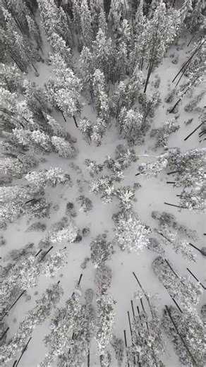 C’mon Disco Gang! We need to get it looking like that 👆 One of you isn’t doing their nightly snow dances! You better get with the program and start doing your little wiggle, scoot, dance, movement, or whatever it takes to get that fluffy white stuff falling from the sky ❄️ 🪩🕺🏽 We CHALLENGE YOU: show us your snow dance! - Post and tag us, best dance wins a Mystery Disco Prize 🏆 | Submissions open for one week! | Discovery Ski Area