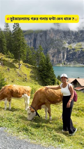Swiss Cow Bells: Tradition or Survival?🇨🇭 #switzerland #bengalishorts #bengalivlog #swiss #shorts