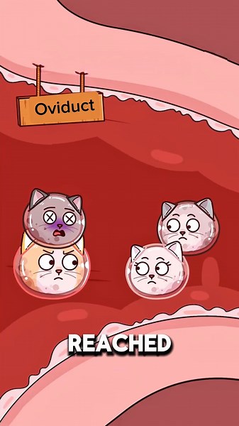 How a Rare Chimera Cat Gets Two Different Faces 🐱😲..!!#e2dhealth #animation #2dshow